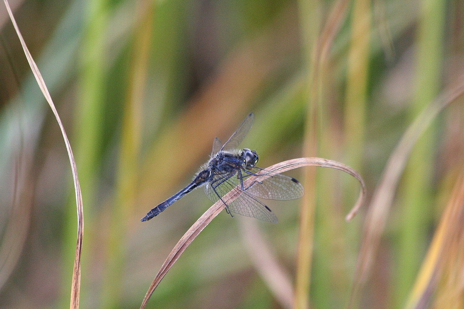 Sympetrum danae?